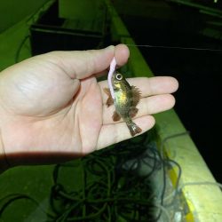 メバリング釣査