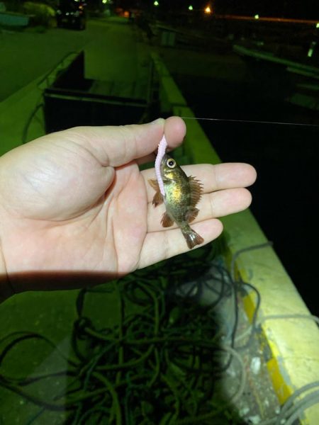 メバリング釣査