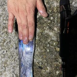 太刀魚食べたい