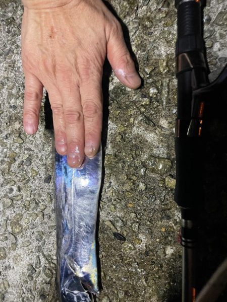 太刀魚食べたい