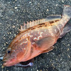 【タコフィネス】アコウ3+ ガシラ複数 + タコ2