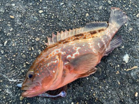 【タコフィネス】アコウ3+ ガシラ複数 + タコ2