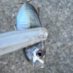 ジグサビキ　31