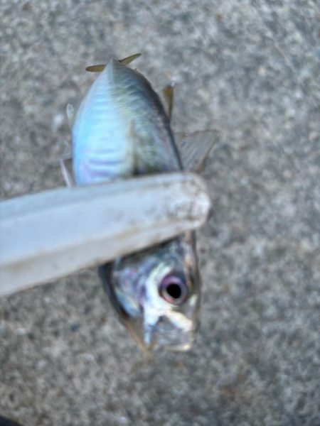 ジグサビキ　31