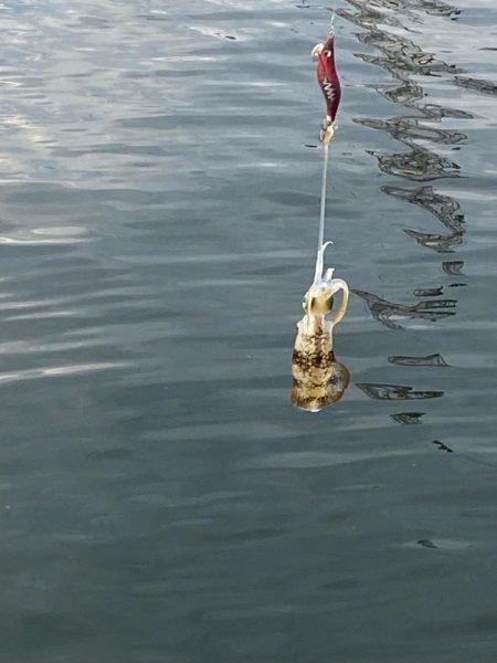 ホームのアオリ調査