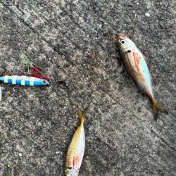 ジグサビキ　26