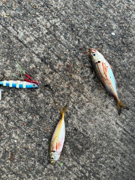 ジグサビキ　26