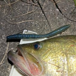 デカいワームで50up