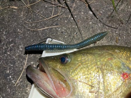 デカいワームで50up