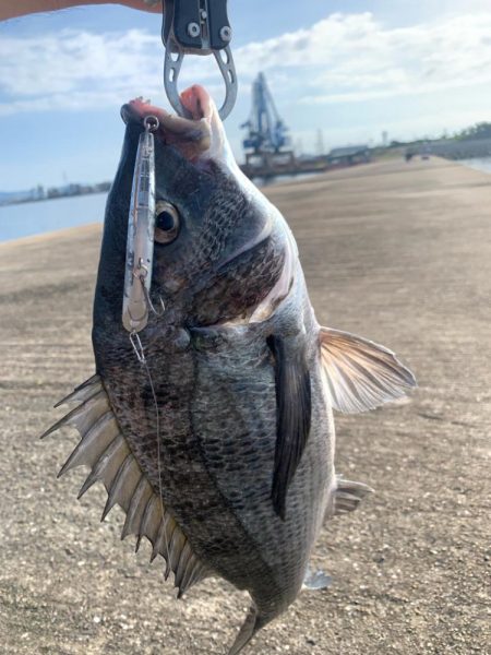 今日は渋めチヌトップ