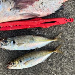 アジやチヌの活性高いです