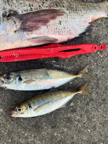 アジやチヌの活性高いです