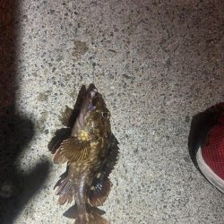 ガシラ時々タコ