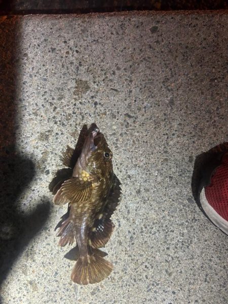 ガシラ時々タコ