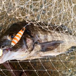 ダツとチヌのボイル祭りにゃ!
