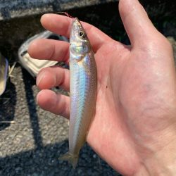 東京湾ハゼ釣り