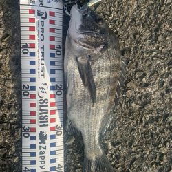 チヌはまだいます。