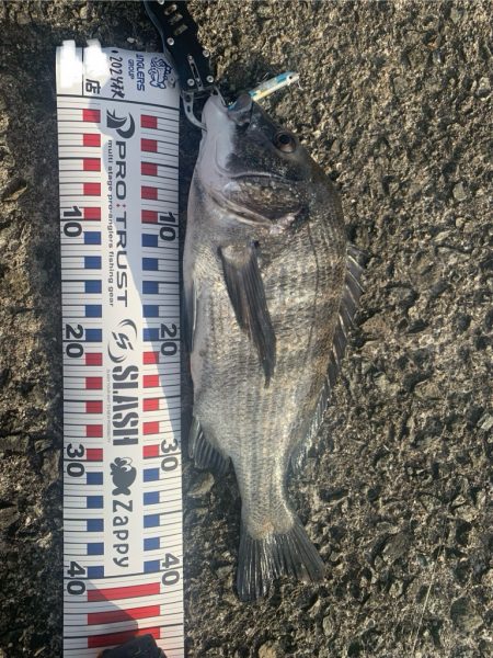 チヌはまだいます。