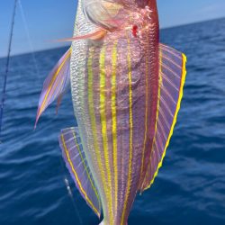 真夏のアマダイ釣行!