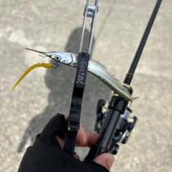 サヨリング、キビング