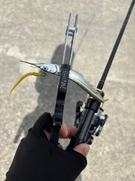 サヨリング、キビング