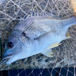 ツバス祭りの岸和田一文字にゃ！