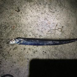 淡路タチウオ釣り