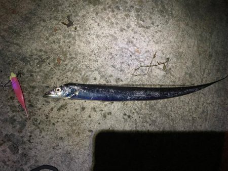 淡路タチウオ釣り