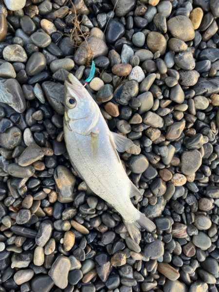 マイクロベイトには弓角