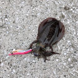 台風一過のエギング