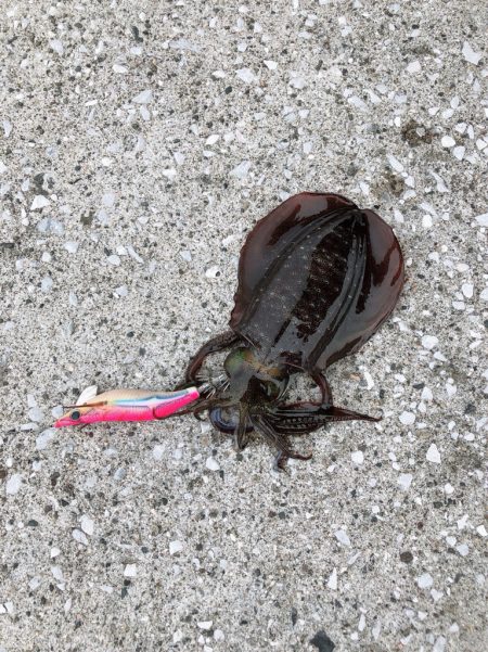 台風一過のエギング