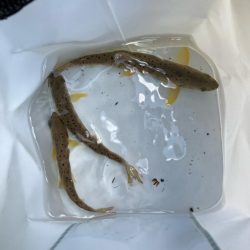 盆明けの避暑と竿新調