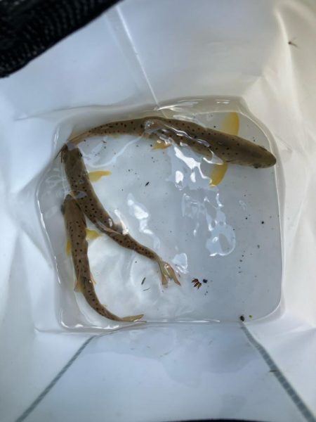 盆明けの避暑と竿新調