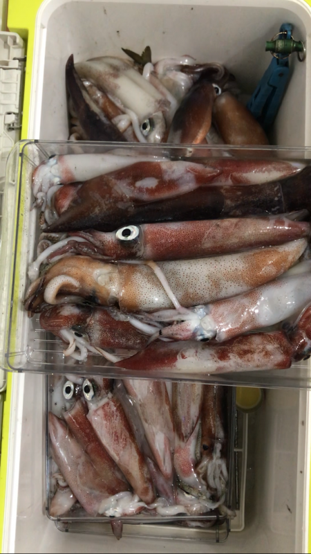 ぼちぼちイカメタル