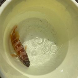 南紀ぶっ込み釣り