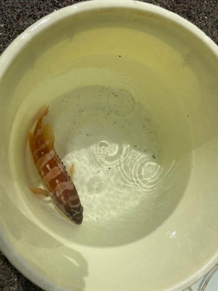 南紀ぶっ込み釣り