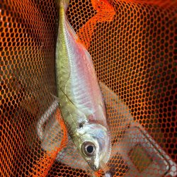 巨大湖の主。双魚竜