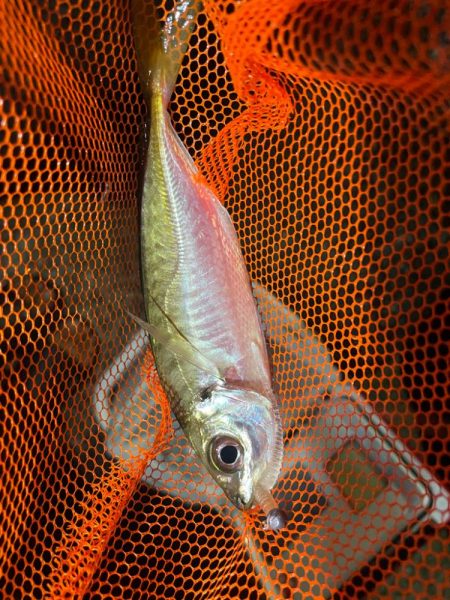 巨大湖の主。双魚竜