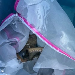 今シーズンラスト蛸