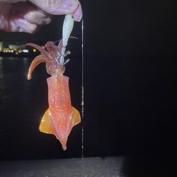 単発のあたりですが釣れました