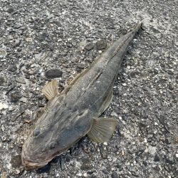 ステルス フィッシュ