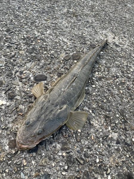 ステルス フィッシュ