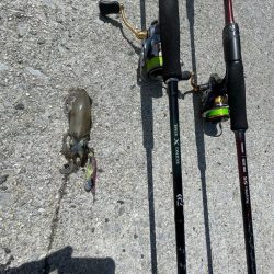 遠投サビキ　鯛二連掛けえ