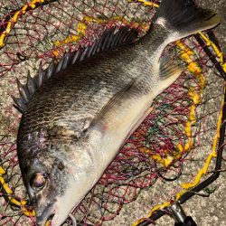 ヘチってきました