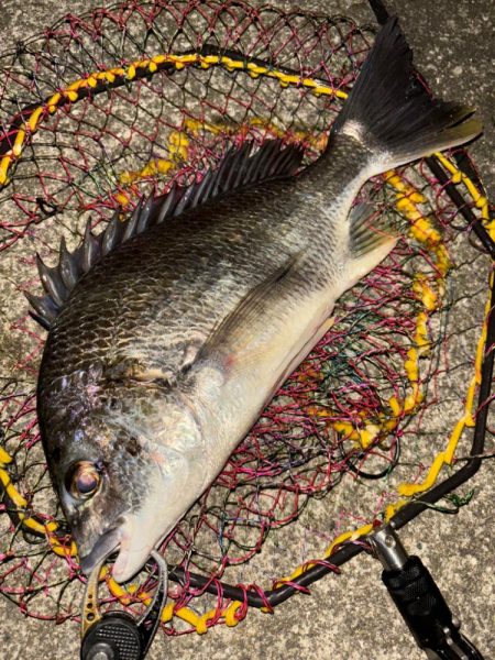 ヘチってきました