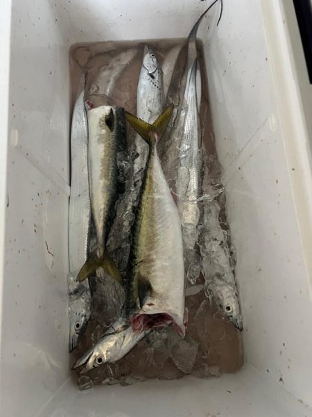 タチウオジギング