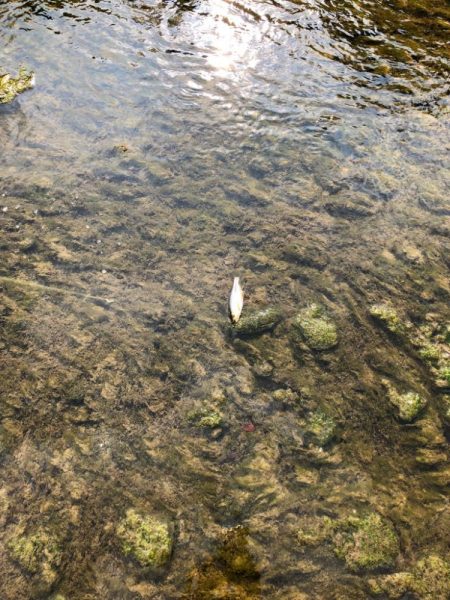 重信川のカワムツ