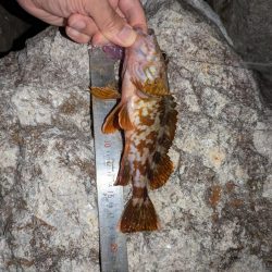 隠岐の島釣行ラスト