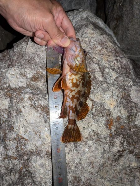隠岐の島釣行ラスト