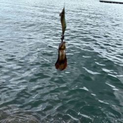 姫路周辺秋イカ調査